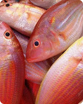 Seabream